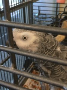 2016-5-10 Bailey Parrot at Wesley Commons ROA